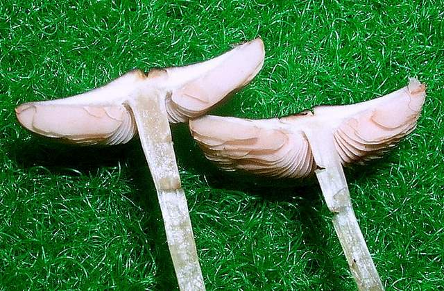 Pluteus mammifer  Romagnesi